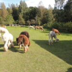 Wyjazd studyjny na Litwę ,, Zooterapia jako naturalna metoda leczenia, rehabilitacji oraz profilaktyki zdrowotnej – zapoznanie z dobrymi praktykami zagranicznymi”